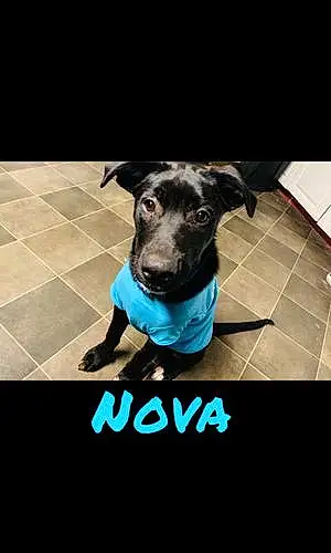 Firstname Mixed breed Dog Nova
