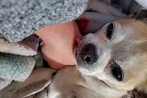 Name Chihuahua Dog Bama