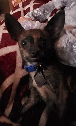 Firstname Chihuahua Dog Zeus