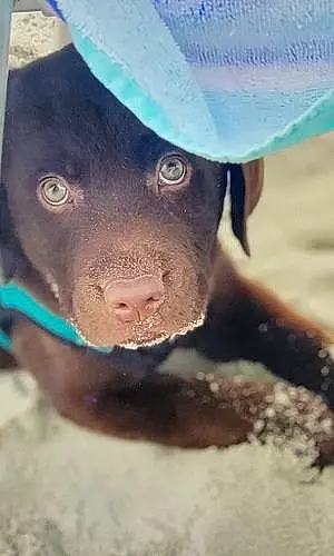 Firstname Labrador Retriever Dog Zeus