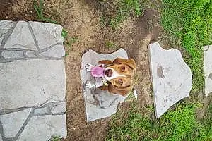 Beagle Dog Rocky