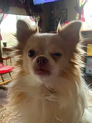 Name Chihuahua Dog Candy