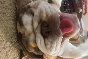 Name Bulldog Dog Marshmallow