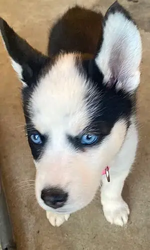 Name Dog Sierra