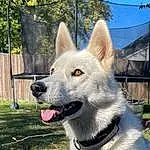 Dog, Dog breed, Carnivore, Plant, Sky, Collar, Companion dog, Fawn, Tree, Snout, Working Animal, Fence, Grass, Canidae, Fang, Tail, Furry friends, Dog Collar, Home Fencing