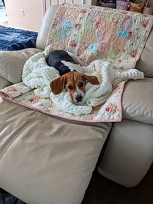 Beagle Dog Ninfa