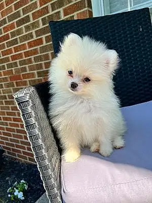 Name Pomeranian Dog Kingston