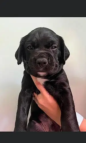Firstname Labrador Retriever Dog Maverick