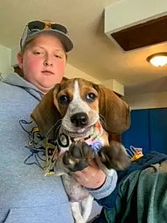 Beagle Dog Chops