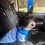 Dog, Vehicle, Carnivore, Dog breed, Vehicle Door, Hat, Companion dog, Automotive Exterior, Vroom Vroom, Snout, Electric Blue, Auto Part, Furry friends, Windshield, Felidae, Toy Dog, Automotive Window Part, Tail, Family Car, Feather