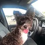 Vehicle, Window, Car, Carnivore, Dog, Dog breed, Fawn, Collar, Companion dog, Vehicle Door, Snout, Felidae, Steering Wheel, Car Seat, Automotive Exterior, Furry friends, Auto Part, Tail, Windshield