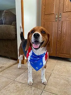 Beagle Dog Remi