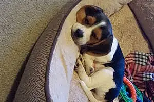 Beagle Dog Sora Rae