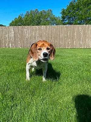 Beagle Dog Ella Mae