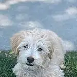 Dog, Carnivore, Plant, Dog breed, Companion dog, Grass, Terrier, Small Terrier, Canidae, Terrestrial Animal, Furry friends, Working Animal, Toy Dog, Briquet Griffon Vendéen, Puppy