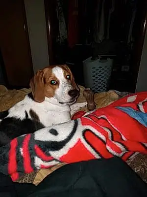 Beagle Dog Gizmo