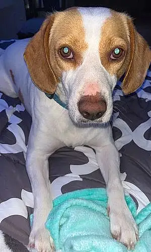 Beagle Dog Thor