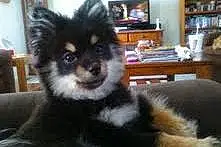 Name Pomeranian Dog Sierra