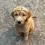 Dog, Dog breed, Carnivore, Companion dog, Liver, Toy Dog, Snout, Small Terrier, Terrier, Soil, Furry friends, Road Surface, Canidae, Working Terrier, Working Animal, Terrestrial Animal, Poodle Crossbreed, Water Dog, Maltepoo