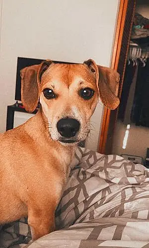 Beagle Dog Jameson