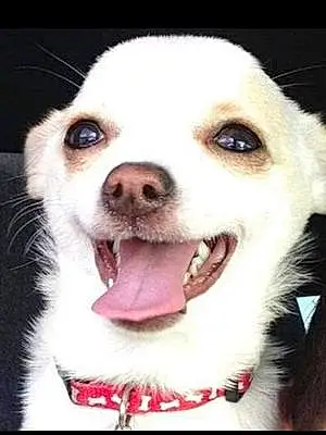 Name Chihuahua Dog Junior