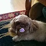 Dog, Dog breed, Carnivore, Liver, Companion dog, Fawn, Wood, Pekingese, Working Animal, Toy Dog, Snout, Whiskers, Canidae, Furry friends, Hardwood, Terrestrial Animal, Wrinkle, Non-sporting Group