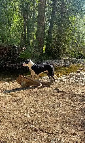 Forest Border Collie Dog Rader