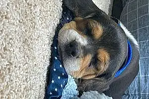 Firstname Beagle Dog Copper