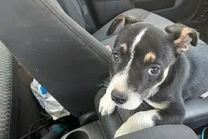 Pitt Bull Terrier Dog Baby Doll