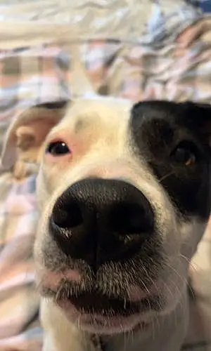 Pitt Bull Terrier Dog Missy