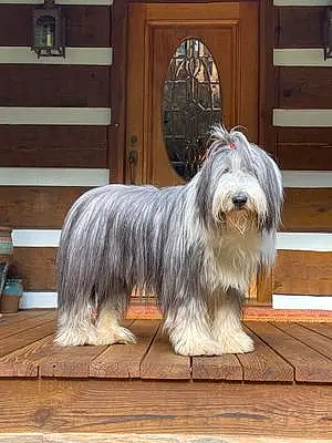 Name Bearded Collie Dog Tommy