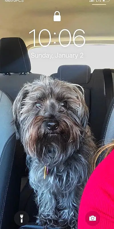 Dog, Dog breed, Carnivore, Liver, Companion dog, Tire, Vroom Vroom, Automotive Tire, Toy Dog, Snout, Working Animal, Terrier, Small Terrier, Canidae, Furry friends, Car Seat, Luxury Vehicle, Yorkipoo, Maltepoo