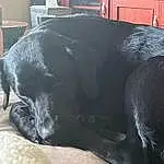 Dog, Black, Comfort, Dog breed, Carnivore, Working Animal, Grey, Whiskers, Fawn, Companion dog, Tail, Pet Supply, Terrestrial Animal, Snout, Black cats, Furry friends, Studio Couch, Bed, Fish