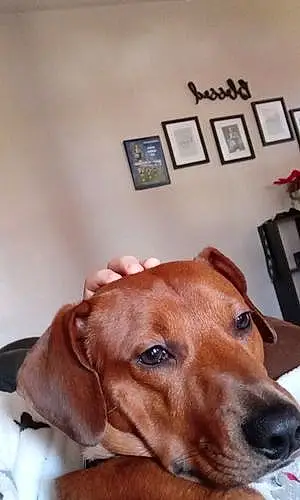 Dachshund Dog Copper
