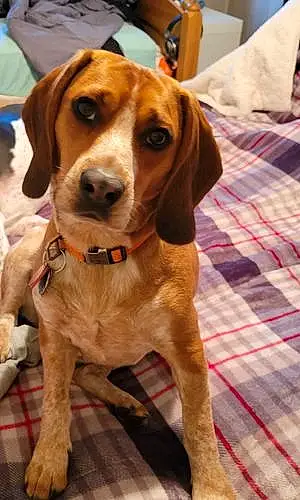 Beagle Dog Huckelberry