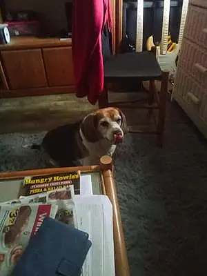 Beagle Dog Zoey