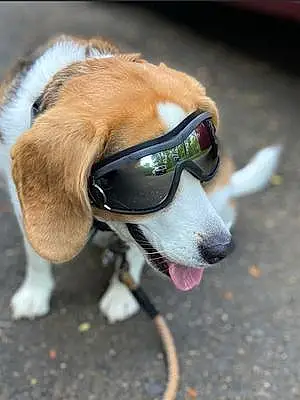 Beagle Dog Maysie