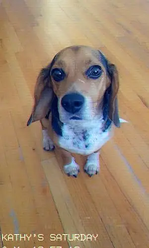Beagle Dog Spot