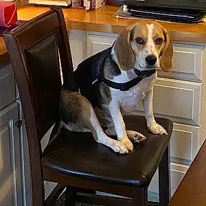 Beagle Dog Jager