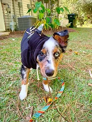 Name Australian Shepherd Dog Yoshi