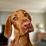 Dog, Dog breed, Carnivore, Liver, Working Animal, Ear, Pet Supply, Fawn, Whiskers, Snout, Companion dog, Canidae, Terrestrial Animal, Wrinkle, Hunting Dog, Gun Dog