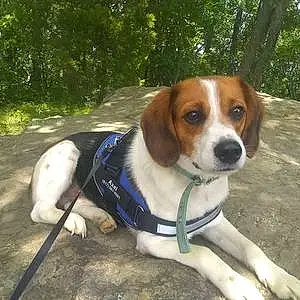 Firstname Beagle Dog Axel