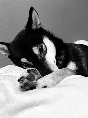 Black & White Shiba Dog Miko