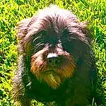 Dog, Liver, Carnivore, Dog breed, Grass, Terrestrial Plant, Companion dog, Toy Dog, Groundcover, Snout, Working Animal, Plant, Terrestrial Animal, Terrier, Water Dog, Furry friends, Small Terrier