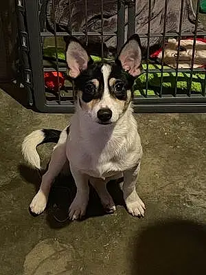 Name Chihuahua Dog Pluto