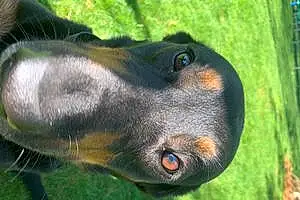 Name Labrador Retriever Dog Kiwi