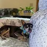 Dog, Dog breed, Comfort, Houseplant, Plant, Carnivore, Flowerpot, Companion dog, Fawn, Toy Dog, Working Animal, Snout, Dog Supply, Linens, Whiskers, Couch, Canidae, Chihuahua, Nap