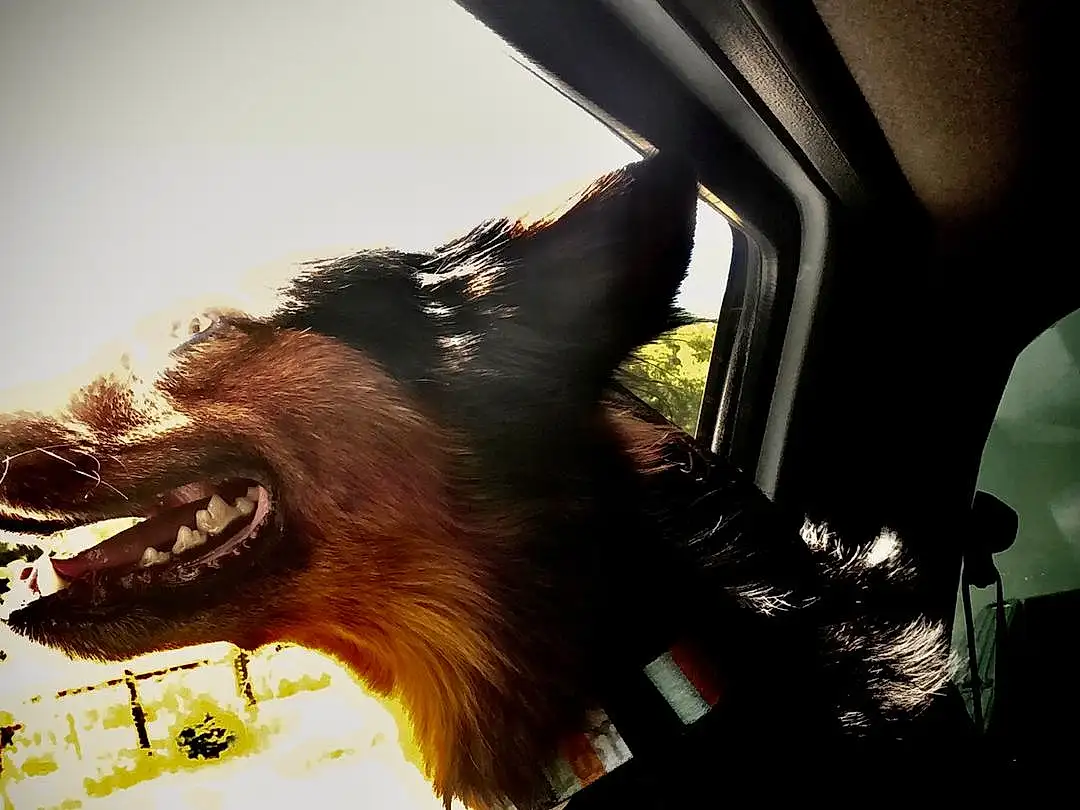 Dog, Jaw, Felidae, Carnivore, Gesture, Fang, Small To Medium-sized Cats, Dog breed, Flash Photography, Whiskers, Companion dog, Tints And Shades, Window, Snout, Eyewear, Close-up, Automotive Lighting, Furry friends, Glass, Windshield