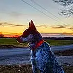 Sky, Dog, Cloud, Plant, Dog breed, Carnivore, Fawn, Grass, Companion dog, Collar, Tree, Snout, Tail, Australian Cattle Dog, Whiskers, Herding Dog, Canidae, Landscape, Dog Collar
