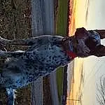 Dog, Sky, Water, Dog breed, Carnivore, Collar, Fawn, Braque Francais, Snout, Tree, Canidae, Dog Collar, Wood, Tail, Working Dog, Guard Dog, Hunting Dog, Trunk